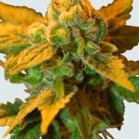 Raspberry Cough Feminised Cannabis Seeds | Sativa Seedbank