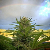Gage Green Rhapsody in Blue Cannabis Seeds