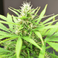 Robocrop Auto Feminised Cannabis Seeds | Cream Of The Crop