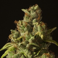 Rollex OG Kush Feminised Cannabis Seeds | Devil’s Harvest Seeds
