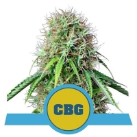 Royal CBG Auto Feminised Cannabis Seeds | Royal Queen Seeds