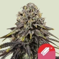 Royal Queen x TYSON Dynamite Diesel Feminised Cannabis Seeds | Royal Queen Seeds