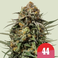 Royal Queen x TYSON Gelato Feminised Cannabis Seeds | Royal Queen Seeds