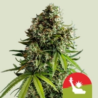 Royal Queen x TYSON NYC Sour D Auto Feminised Cannabis Seeds | Royal Queen Seeds
