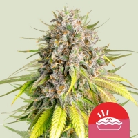 Royal Queen x TYSON Punch Pie Feminised Cannabis Seeds | Royal Queen Seeds