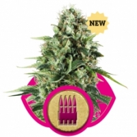 Royal AK Feminised Cannabis Seeds | Royal Queen Seeds