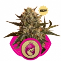 Royal Madre Feminised Cannabis Seeds | Royal Queen Seeds