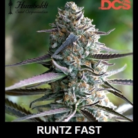 Runtz Fast Feminised Cannabis Seeds | Humboldt Seeds Organisation