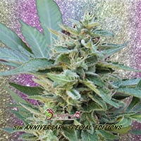 S&M Feminised Cannabis Seeds | Dr Krippling