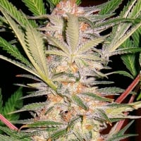 Sweet Afghan Delicious Fast V Feminised Cannabis Seeds | Sweet Seeds