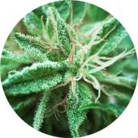 Sativa Samadhi Regular Cannabis Seeds