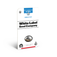 American Line Sweet Tangerine Tango Auto Feminised Cannabis Seeds | White Label Seed Company