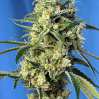 Sweet Amnesia Haze Feminised Cannabis Seeds | Sweet Seeds