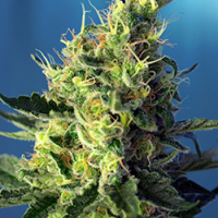 Skywalker OG Runtz XL Auto Feminised Cannabis Seeds | Sweet Seeds