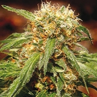 Sweet Tai Feminised Cannabis Seeds | Sweet Seeds