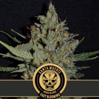 Santa Muerte Fast Feminised Cannabis Seeds | Blimburn Seeds