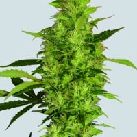 Sativa's Sour Diesel Feminised Cannabis Seeds | Sativa Seedbank