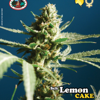 Sch' Lemon Cake Feminised Cannabis Seeds | Big Buddha Seeds 