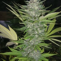 Brainwarp Regular Cannabis Seeds | Secret Valley