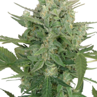 Lowdwarf Feminised Cannabis Seeds