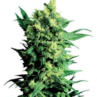 Shiva Shanti II Regular Cannabis Seeds | Sensi Seeds 
