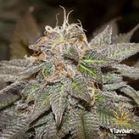 Sherblato Feminised Cannabis Seeds - Flavour Chasers.