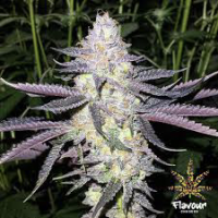 Dolato Feminised Cannabis Seeds - Flavour Chasers.
