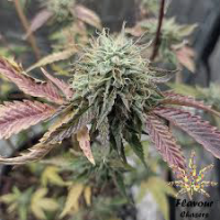 Ice Cream Cake Feminised Cannabis Seeds - Flavour Chasers.