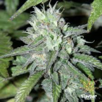 Goji OG Feminised Cannabis Seeds - Flavour Chasers.