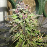 Pink Runtz Feminised Cannabis Seeds - Flavour Chasers.