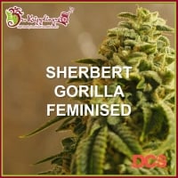 Sherbert Gorilla Feminised Cannabis Seeds – Dr Krippling