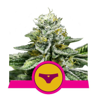 Sherbet Queen Feminised Cannabis Seeds | Royal Queen Seeds