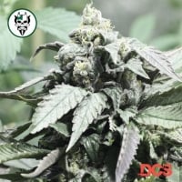 Shoreline Feminised Cannabis Seeds | Devil Harvest Original