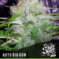 Auto Big Gun Feminised Cannabis Seed | Shortstuff Seeds