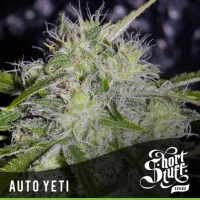 Auto Yeti Feminised Cannabis Seeds | Shortstuff Seeds