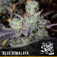 Blue Himalaya Regular Cannabis Seeds | Shortstuff Seeds