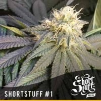 Short Stuff #1 Regular Cannabis Seeds | Shortstuff Seeds