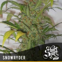 Snowryder Feminised Cannabis Seeds | Shortstuff Seeds