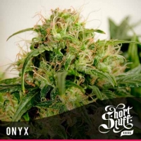 Onyx Feminised Cannabis Seeds | Shortstuff Seeds
