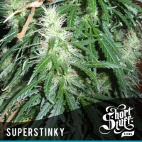 Super Stinky Super Auto Feminised Cannabis Seeds | Shortstuff Seeds