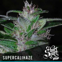Super Cali Haze Feminised Cannabis Seeds | Shortstuff Seeds