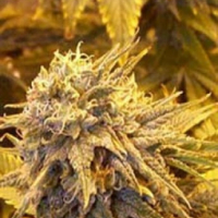 Silver Shadow Haze Feminised Cannabis Seeds | Sagarmartha Seeds