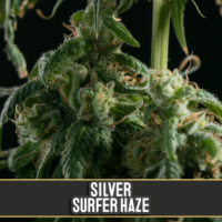 Silver Surfer Haze Feminised Cannabis Seeds | Blim Burn Seeds 