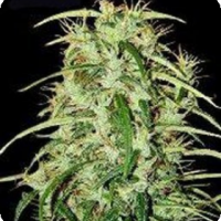 Skunk Haze Regular Cannabis Seeds | Mr Nice Seeds