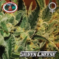 Big Buddha Silver Cheese Feminised Cannabis Seeds For Sale