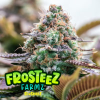 Slusheez Feminised Cannabis Seeds - Frosteez Farmz