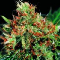 Slyder Regular Cannabis Seeds | Sagarmartha Seeds