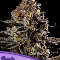Smashberry Fumez Auto Feminised Cannabis Seeds - Anesia Seeds