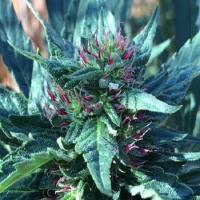 Snowcap Regular Cannabis Seeds | Grand Daddy Purp