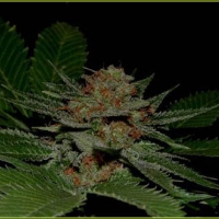 Big Kahuna Regular Cannabis Seeds | Soma Seeds